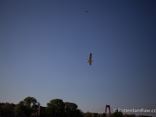 seagull flying over river De Maas